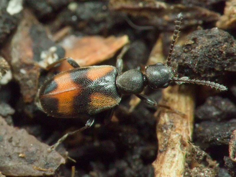 Anthicus antherinus (Linnaeus, 1761)